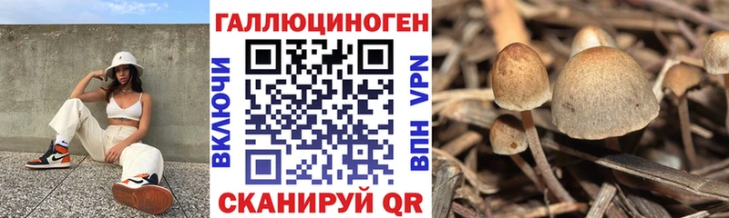 hydra вход Невель Галлюциногенные грибы Psilocybine cubensis
